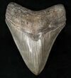 Top Quality Megalodon Tooth - Medway Sound #15715-1